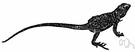 suborder Sauria - true lizards