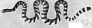 sea snake - any of numerous venomous aquatic viviparous snakes having a fin-like tail