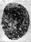 genus Haliotis - type genus of the family Haliotidae