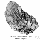 Ostrea - type genus of the family Ostreidae