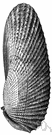 pholas - type genus of the family Pholadidae: piddocks