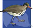 European sandpiper - a variety of sandpiper