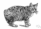 Manx cat - a short-haired tailless breed of cat believed to originate on the Isle of Man