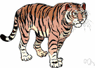 Panthera tigris - large feline of forests in most of Asia having a tawny coat with black stripes