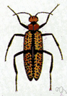 meloid - beetle that produces a secretion that blisters the skin