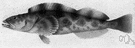 Ophiodon elongatus - food fish of the northern Pacific related to greenlings
