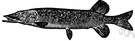 genus Esox - type and only genus of the family Esocidae