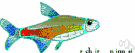 genus Paracheirodon - a genus of Characidae