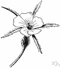 genus Agrostemma - a caryophylloid dicot genus including corn cockles