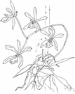 Epidendrum tampense - orchid of Florida and the Bahamas having showy brightly colored flowers