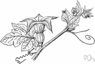 Cucurbita - type genus of the Cucurbitaceae