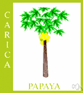 genus Carica - type genus of the Caricaceae