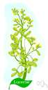 Medicago falcata - European medic naturalized in North America having yellow flowers and sickle-shaped pods
