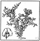 chaparral pea - spiny evergreen xerophytic shrub having showy rose and purple flowers and forming dense thickets