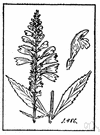 physostegia - any of various plants of the genus Physostegia having sessile linear to oblong leaves and showy white or rose or lavender flowers