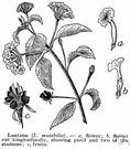 lantana - a flowering shrub