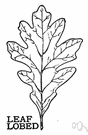 lobed leaf - a leaf having deeply indented margins