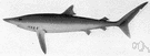 Prionace - blue sharks