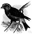 Loxia curvirostra - finch with a bill whose tips cross when closed