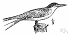Sterna hirundo - common tern of Eurasia and America having white black and grey plumage