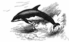 bottlenose dolphin - any of several dolphins with rounded forehead and well-developed beak