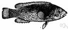 Tautogolabrus adspersus - common in north Atlantic coastal waters of the United States