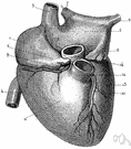 atrial artery - the branch of the coronary artery that supplies the muscles of the atria