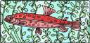 red salmon