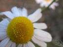 Anthemis tinctoria - Eurasian perennial herb with hairy divided leaves and yellow flowers