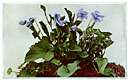 American dog violet - violet of eastern North America having pale violet to white flowers