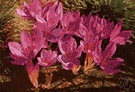 sweet violet - European violet typically having purple to white flowers
