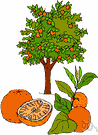 citrus tree - any of numerous tropical usually thorny evergreen trees of the genus Citrus having leathery evergreen leaves and widely cultivated for their juicy edible fruits having leathery aromatic rinds