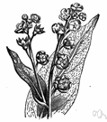 Cynoglossum officinale - biennial shrub of Europe and western Asia having coarse tongue-shaped leaves and dark reddish-purple flowers
