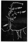 Stachys palustris - perennial herb with an odorless rhizome widespread in moist places in northern hemisphere