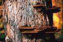 Aphyllophorales - includes chiefly saprophytic fungi typically with shelflike bodies