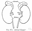 aldosteronism - a condition caused by overproduction of aldosterone