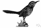 cactus wren - large harsh-voiced American wren of arid regions of the United States southwest and Mexico
