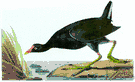 Gallinula - gallinules