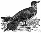 Stercorarius - type genus of the Stercorariidae: jaegers