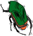 May beetle