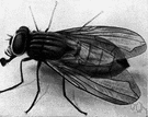 House fly - common fly that frequents human habitations and spreads many diseases