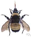 family Apidae - honeybees