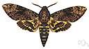 Acherontia atropos - European hawkmoth with markings on the back resembling a human skull