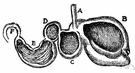 fourth stomach - the fourth compartment of the stomach of a ruminant