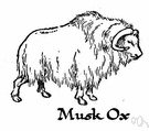 musk sheep - large shaggy-coated bovid mammal of Canada and Greenland