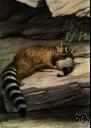 Ring-tailed cat - raccoon-like omnivorous mammal of Mexico and the southwestern United States having a long bushy tail with black and white rings