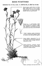 cat's foot - low-growing perennial herb having leaves with whitish down and clusters of small white flowers