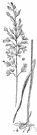 Arrhenatherum - oat grass
