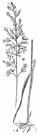 genus Arrhenatherum - oat grass