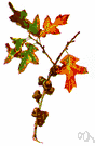 scrub oak - any of various chiefly American small shrubby oaks often a dominant form on thin dry soils sometimes forming dense thickets